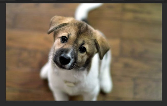Pet's Inspire @Wink and Wags